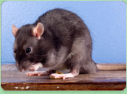 rat control Maltby